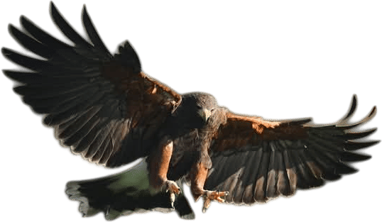 Calling birds of prey “BOPs” and always shouting out when you see one.