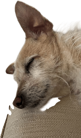 watching dogs sleep