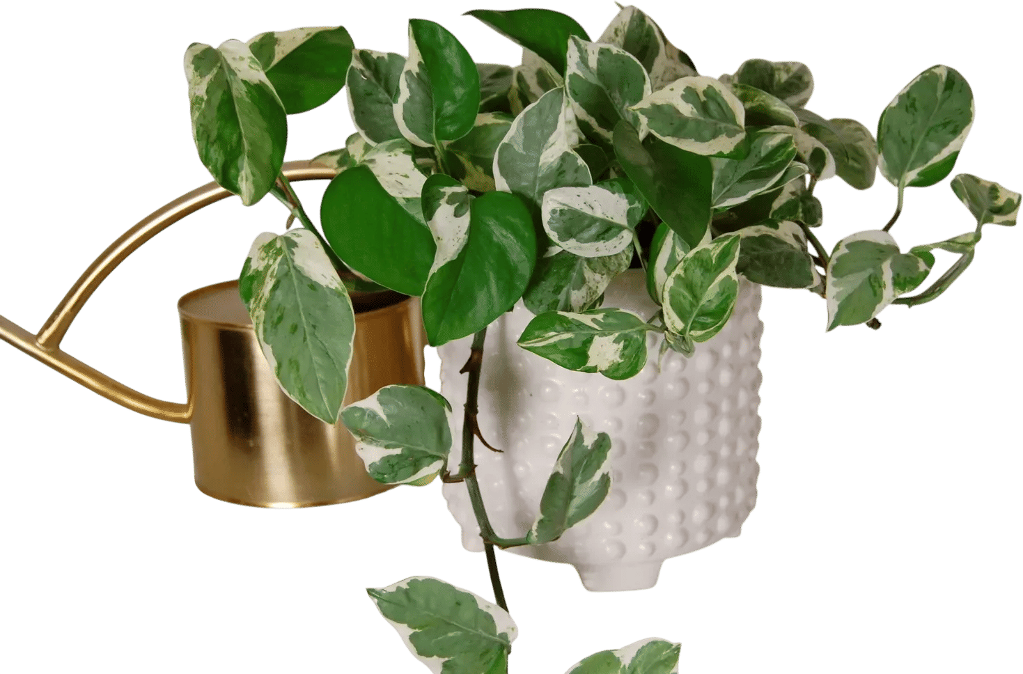 Potted plants!