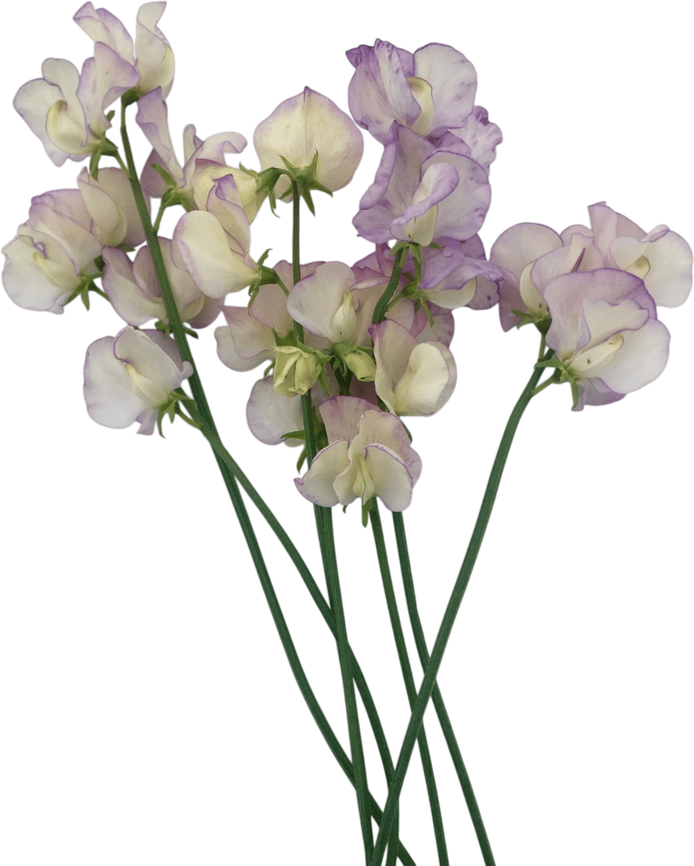 Organic Sweet Pea Seed - April in Paris
