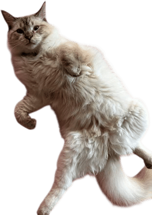 have you tried cradling your cat like a baby and singing to him