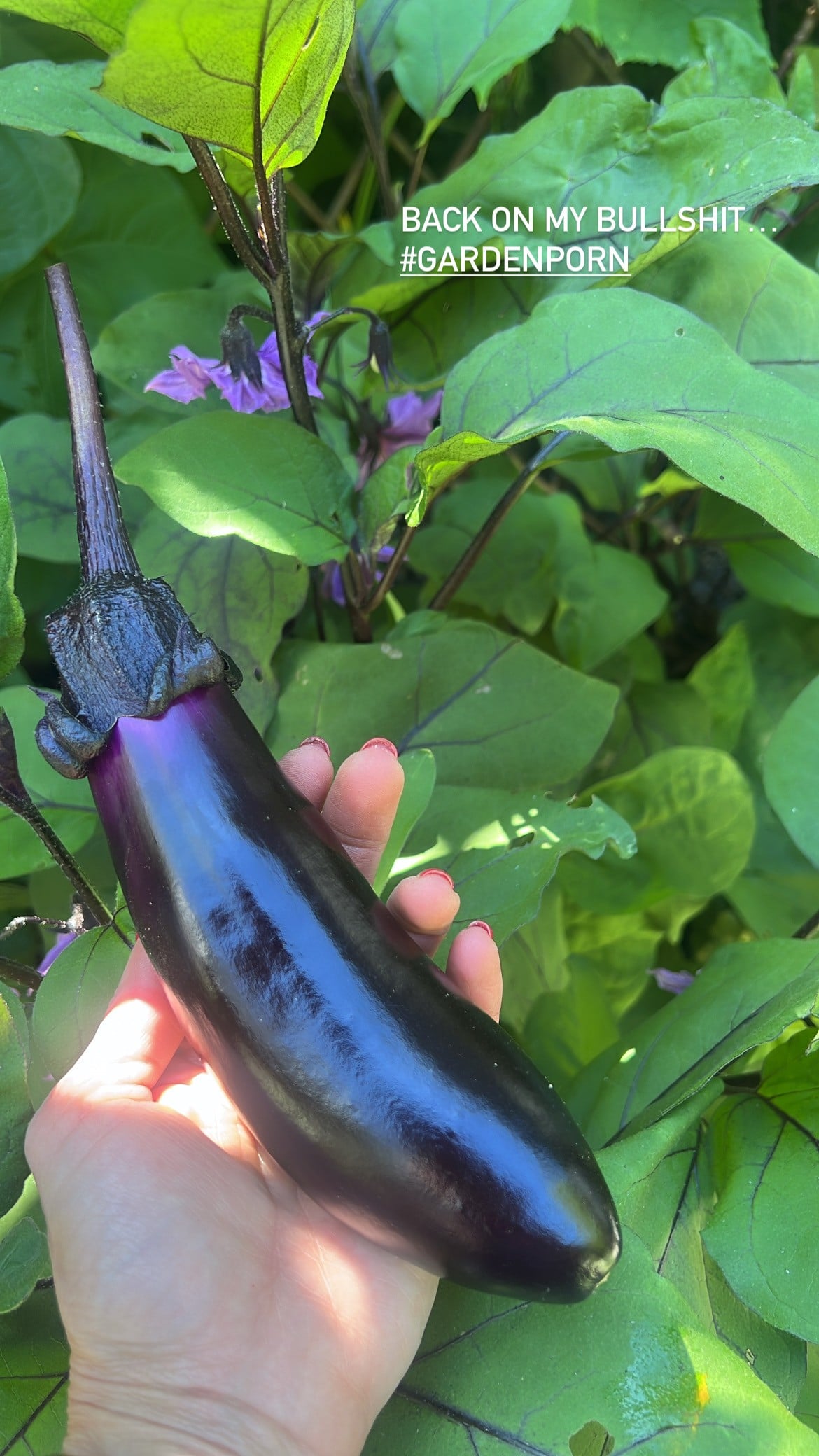 Growing your own vegetables or herbs