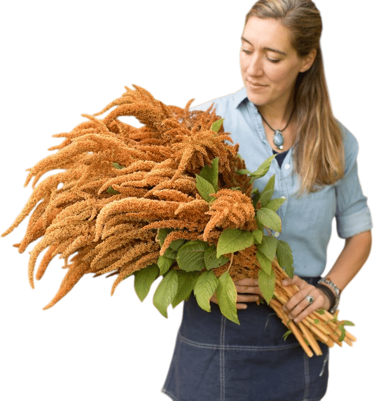Amaranth, Hot Biscuits