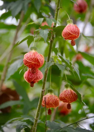 Flowering Maple (Abutilon)