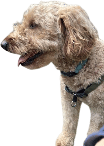 Mimi Green Personalized Dog Collar