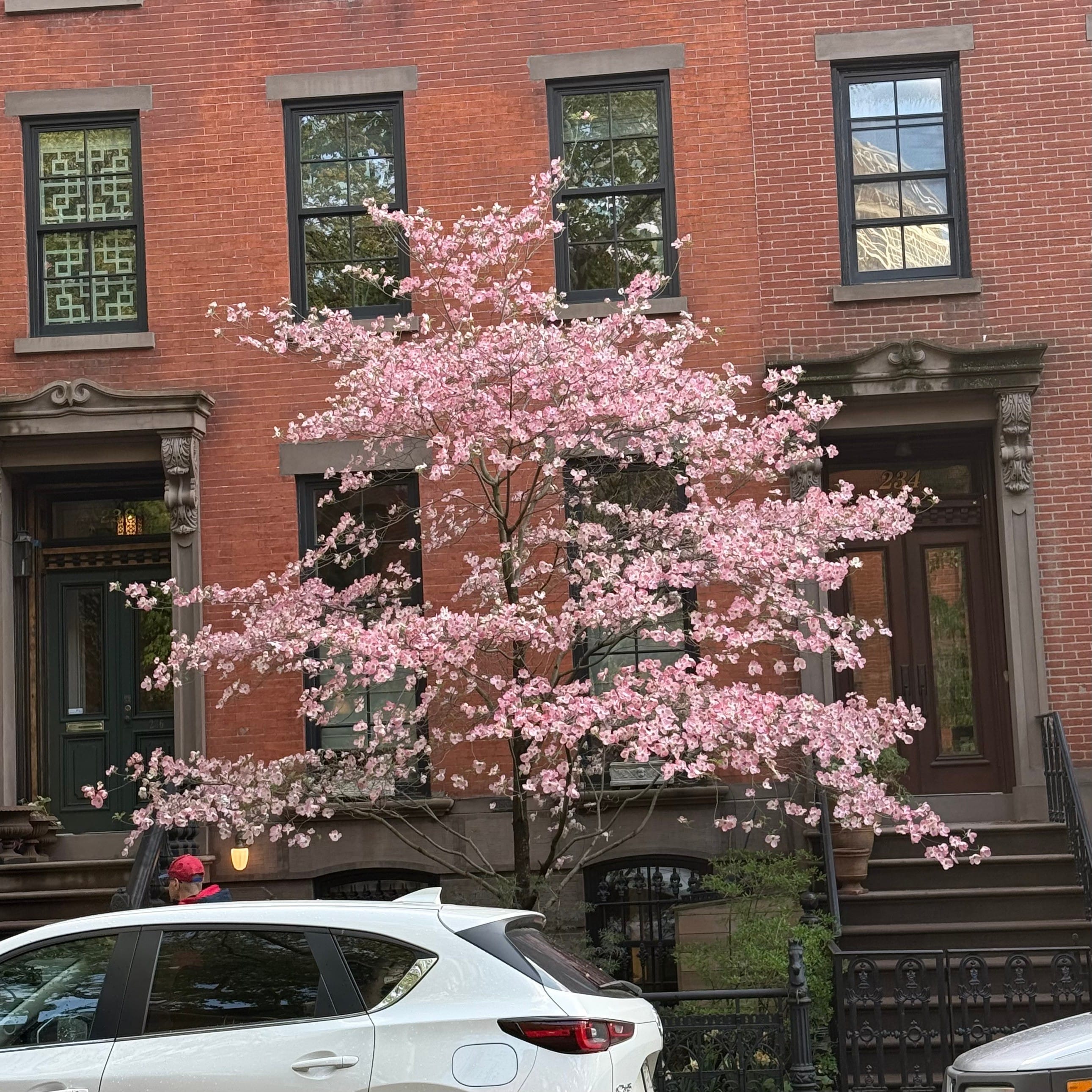 Flowering Dogwood