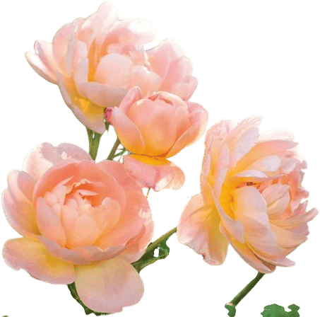 David Austin Roses (and tearoom)