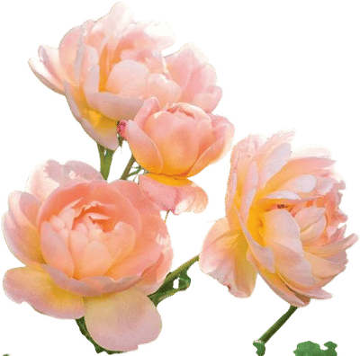 David Austin Roses Garden & Tearoom