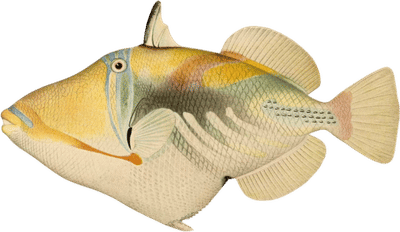 The Aquatic Resources of the Hawaiian Islands