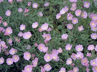 Evening Primrose