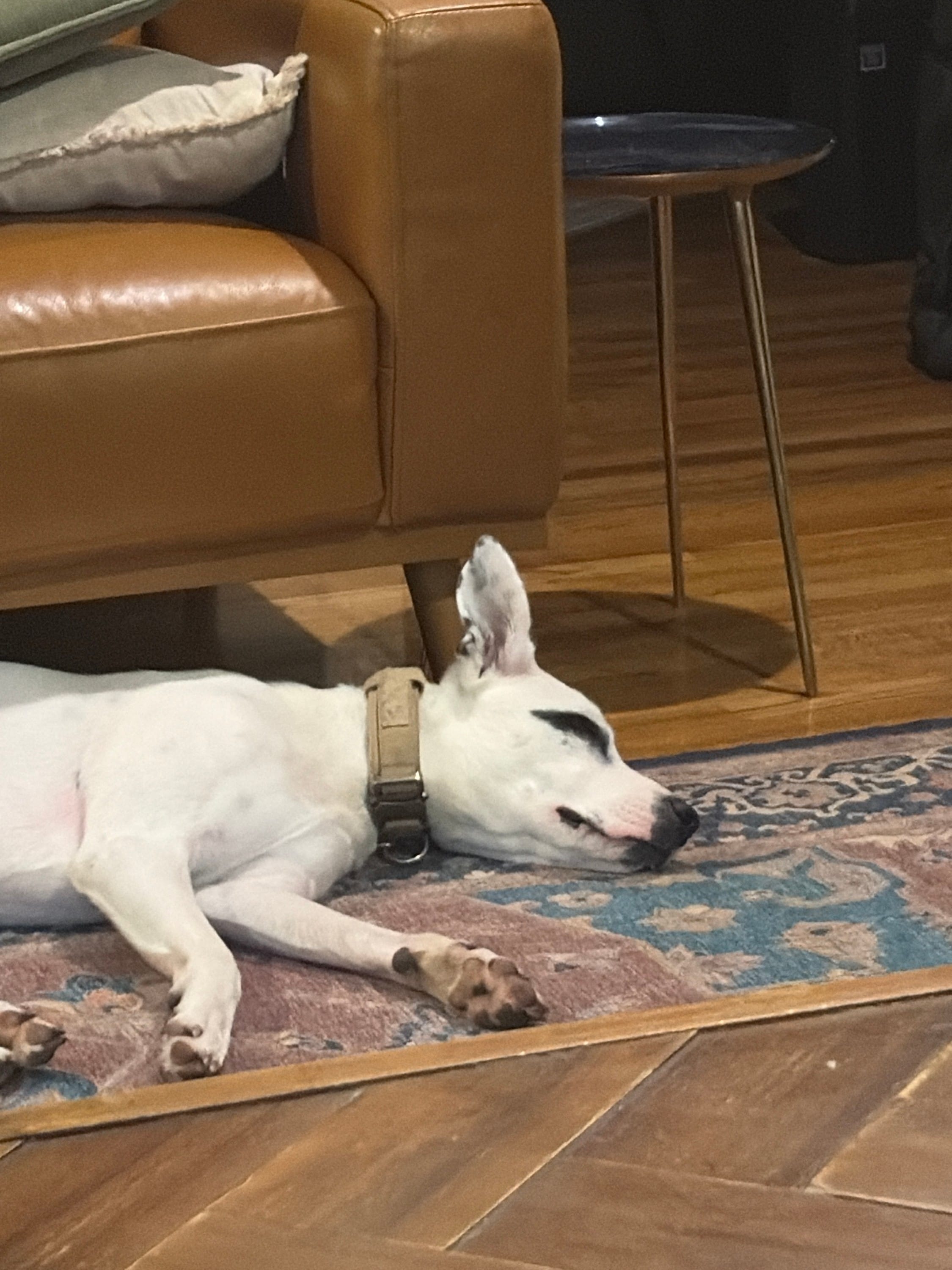 Watching pups sleep