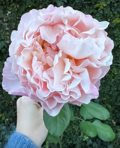 Princess Charlène de Monaco Rose