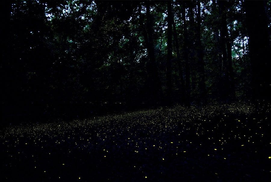 Fireflies