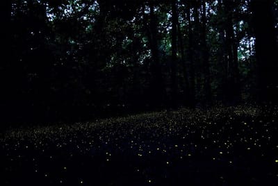 Fireflies