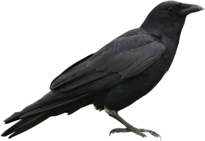 Fish crow
