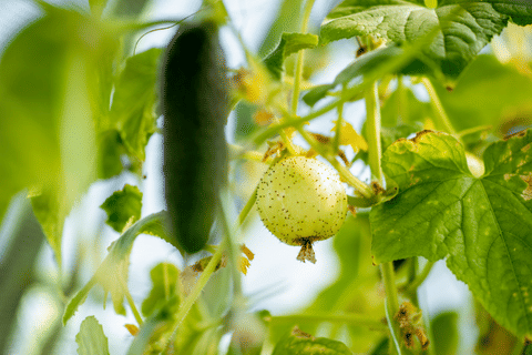 Lemon Cucumber Plant