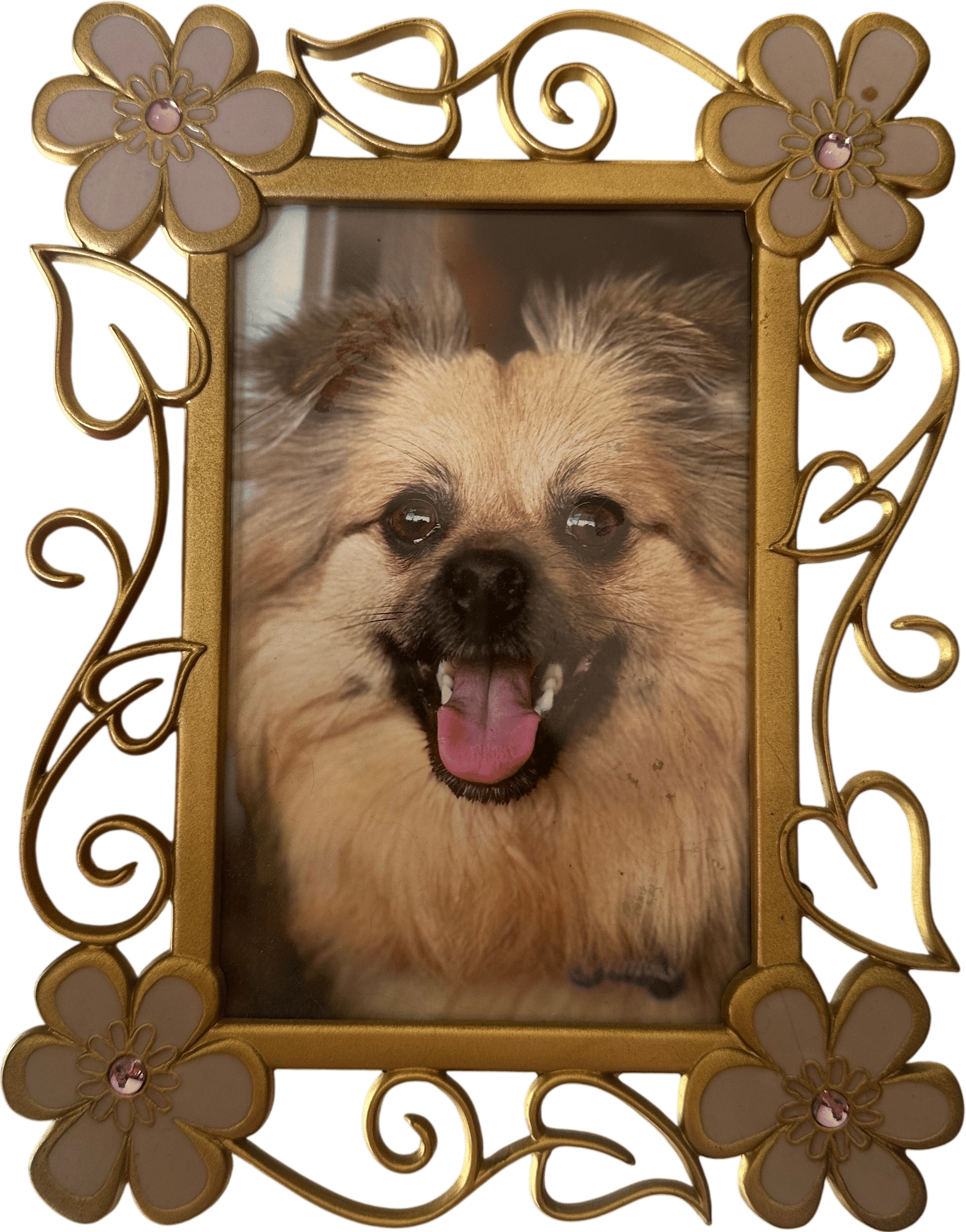 Cute/cursed photo frames