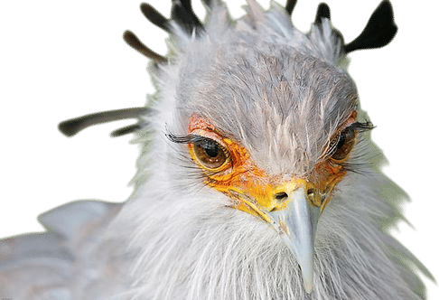 Secretarybird