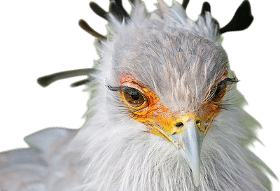 Secretarybird