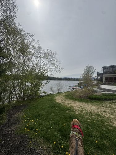 Taking your dog on vacation with you