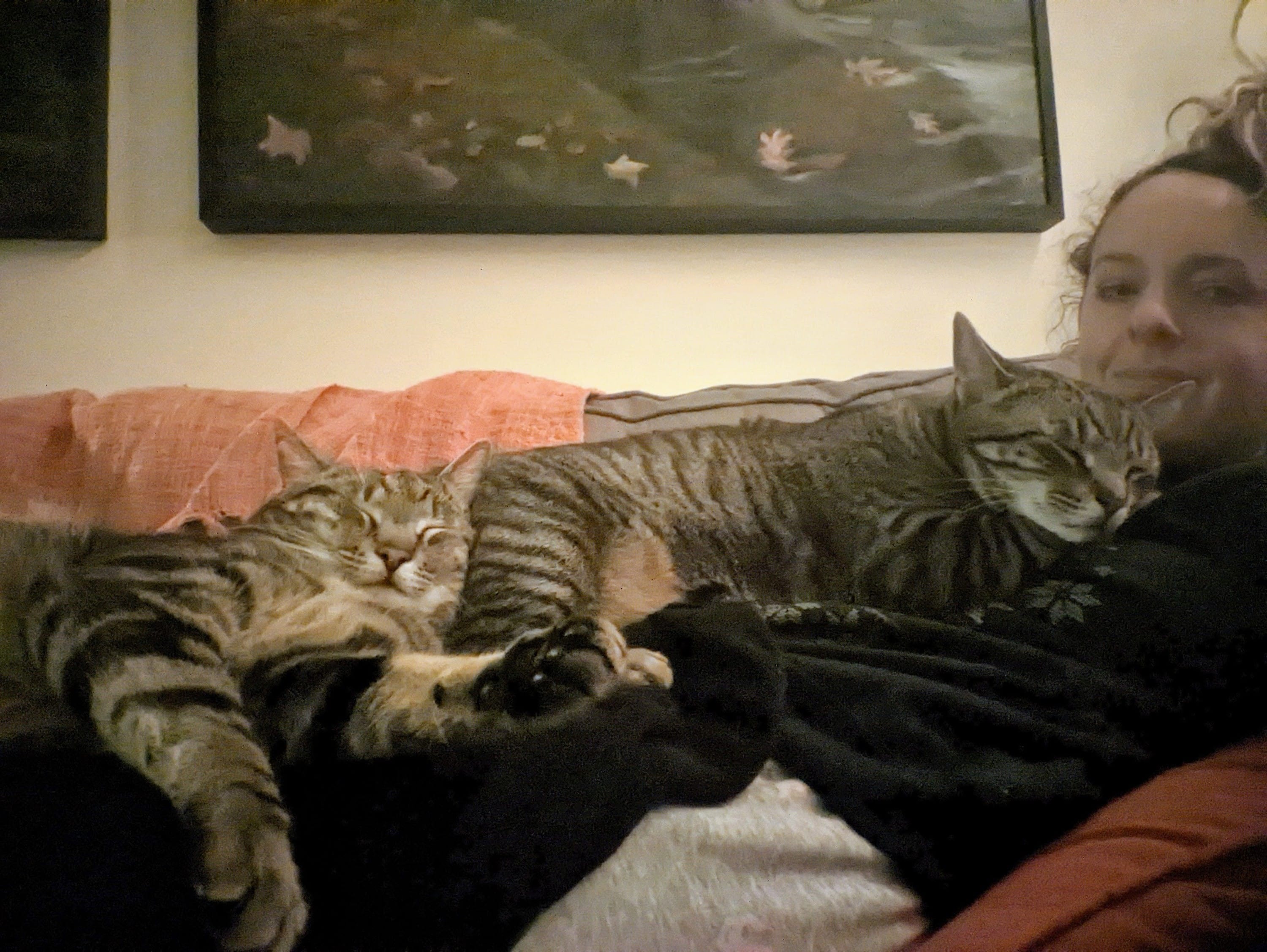 Being unable to move due to being trapped under a lineup of 15 pound cats