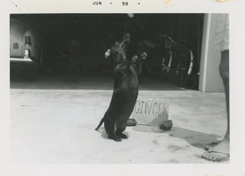 Cute Dachshund Dog Hind Legs Woman Bare Feet Vintage Photo 1950s