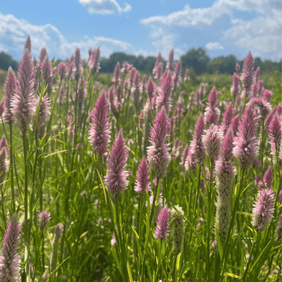 Flamingo Feather Celosia Seeds