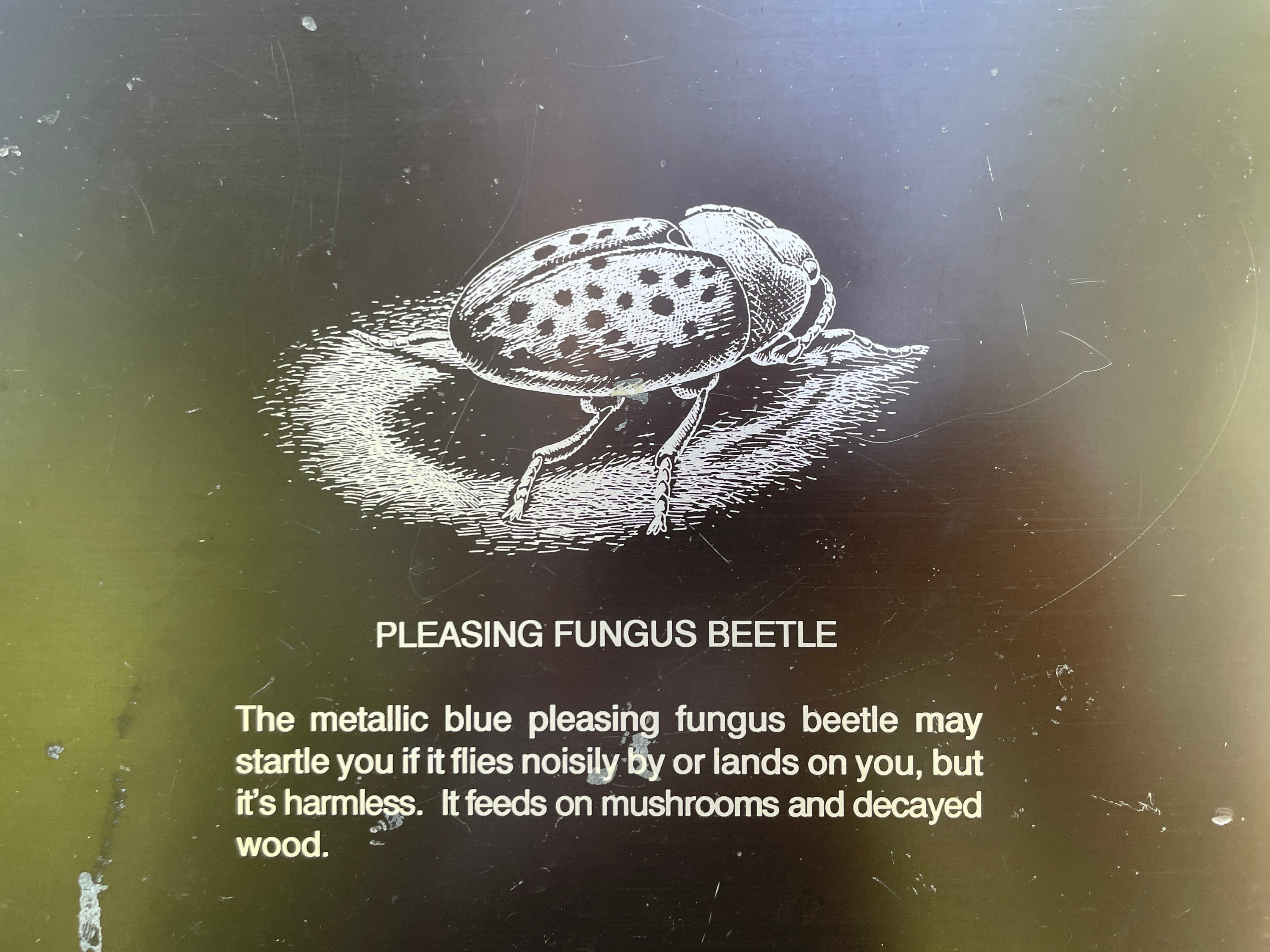 Personally identifying with an unlikely insect or animal