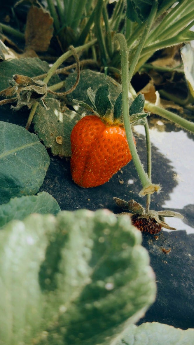 Picking Fresh Strawwberries then Making Homemade Jam