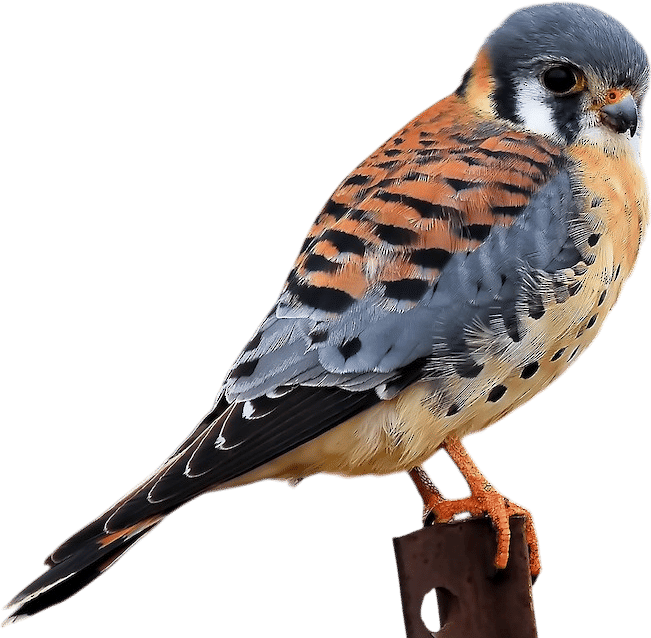 American Kestrel