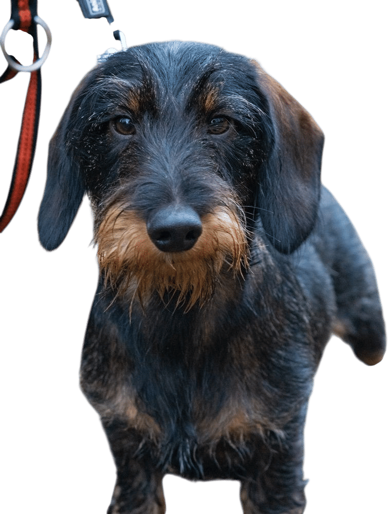 Getting a Dachshund