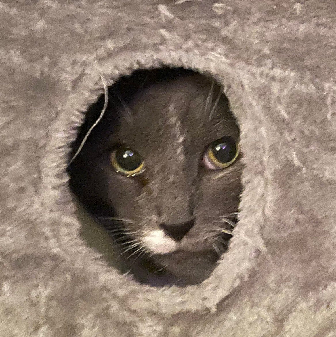 Andi