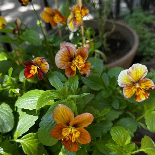 A cut flower garden