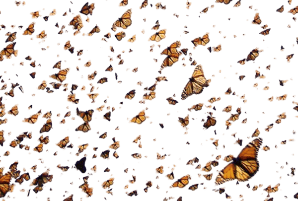 A group of butterflies is called a KALEIDOSCOPE