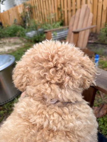 the back of my dog’s head
