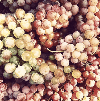 Bronx Grapes