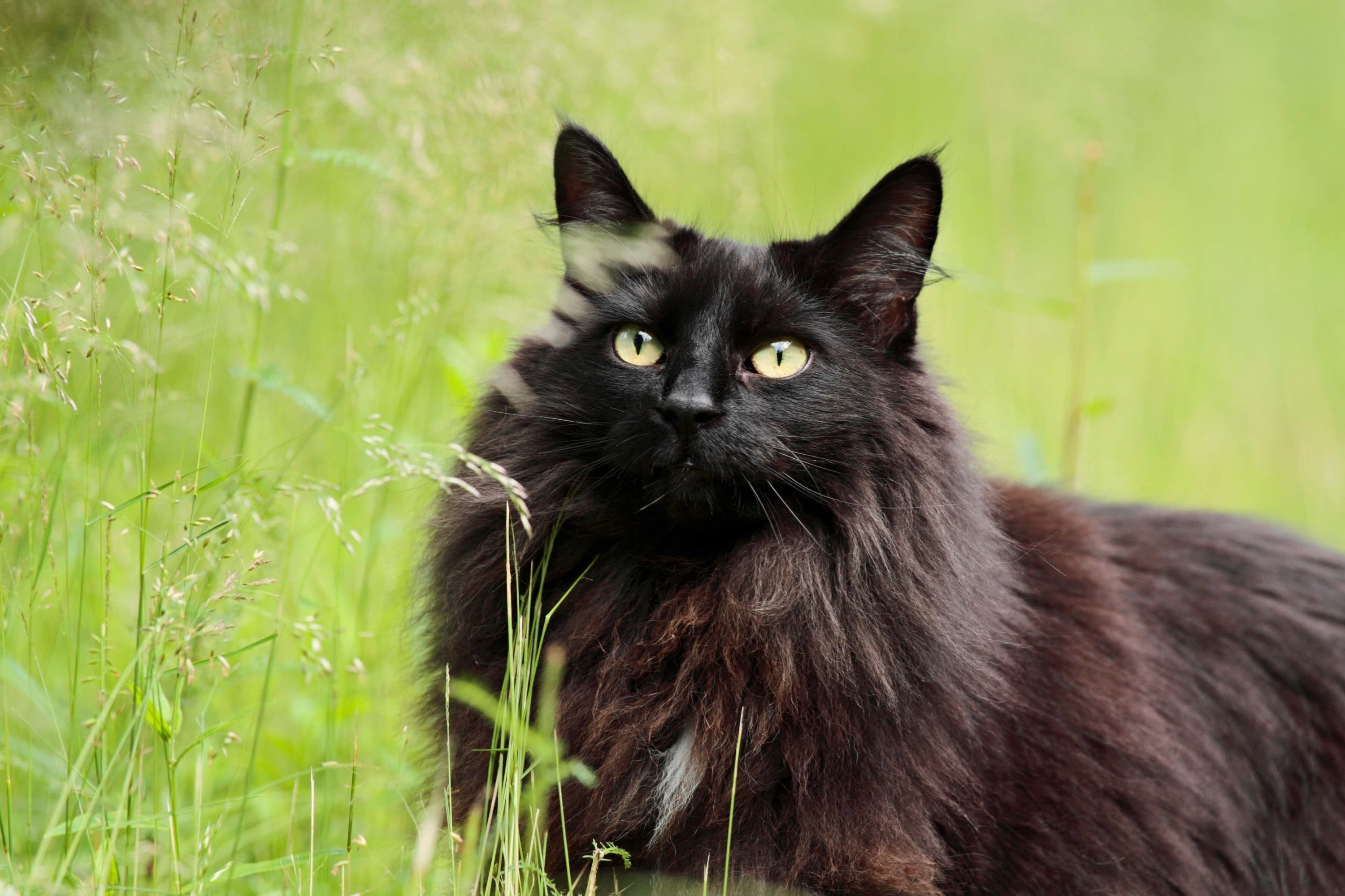 Prepare for unique cat personalities