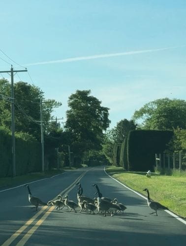 Wild June traffic in the Hamptons