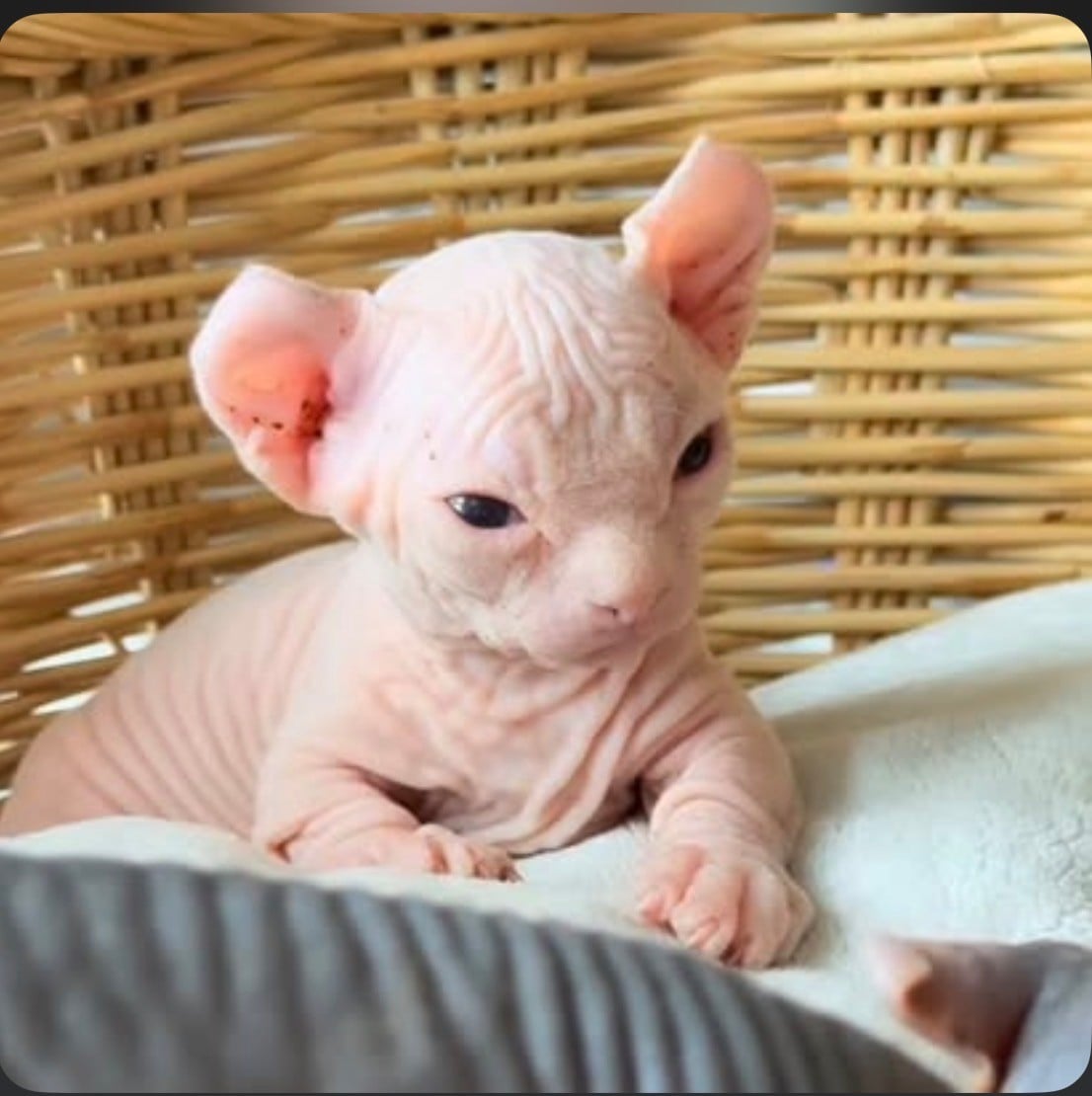 Using hairless kittens as reaction photos