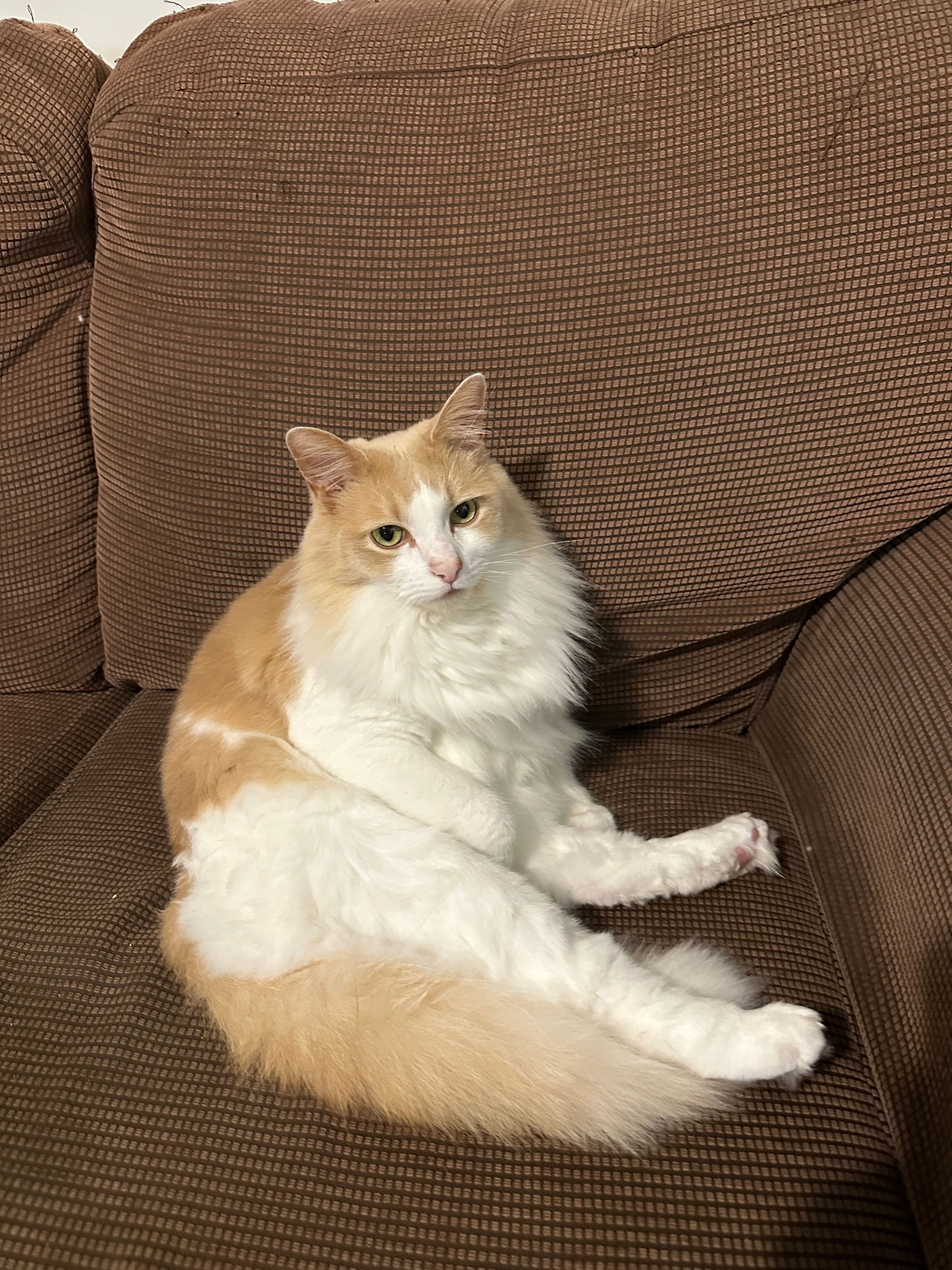 Chud Cat
