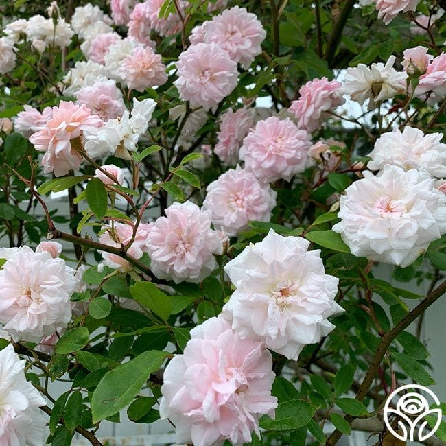 Cecile Brunner Thornless Rose