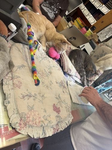 Used bookstores with cats