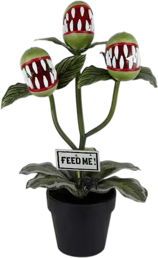 Potted Venus Flytrap Trio
