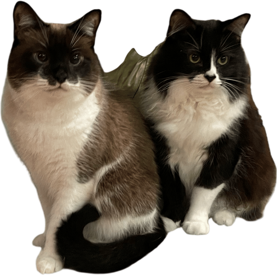 your roommates' cats