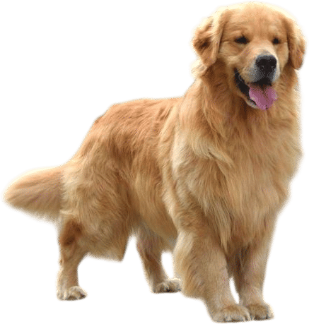 a golden retriever