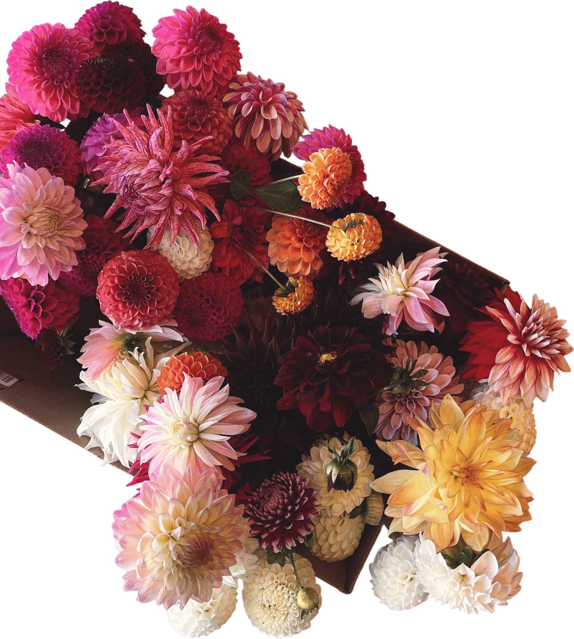 DAHLIAS - any and all of them