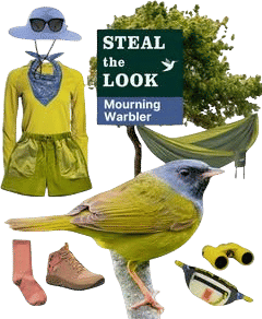 Steal the look Mourning Warbler