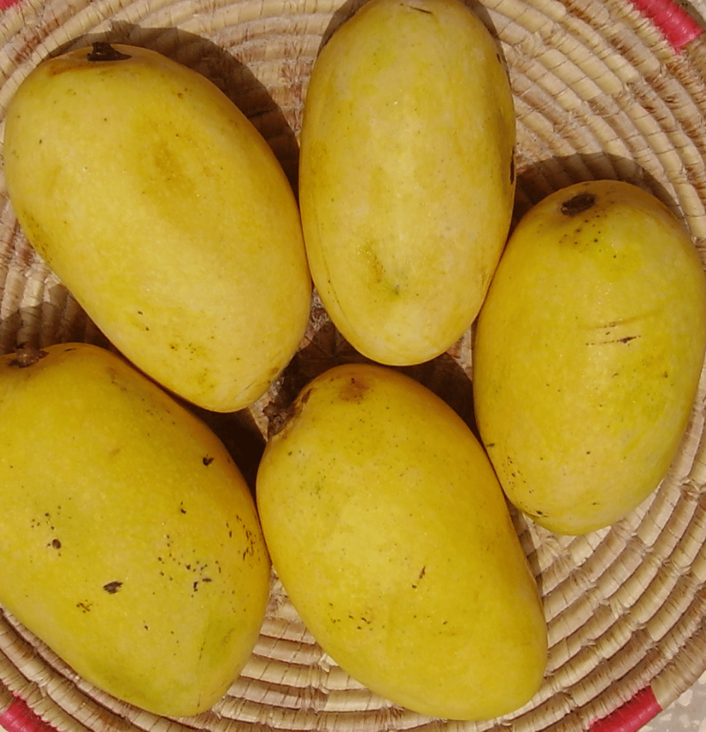 Fresh Indian Mangoes