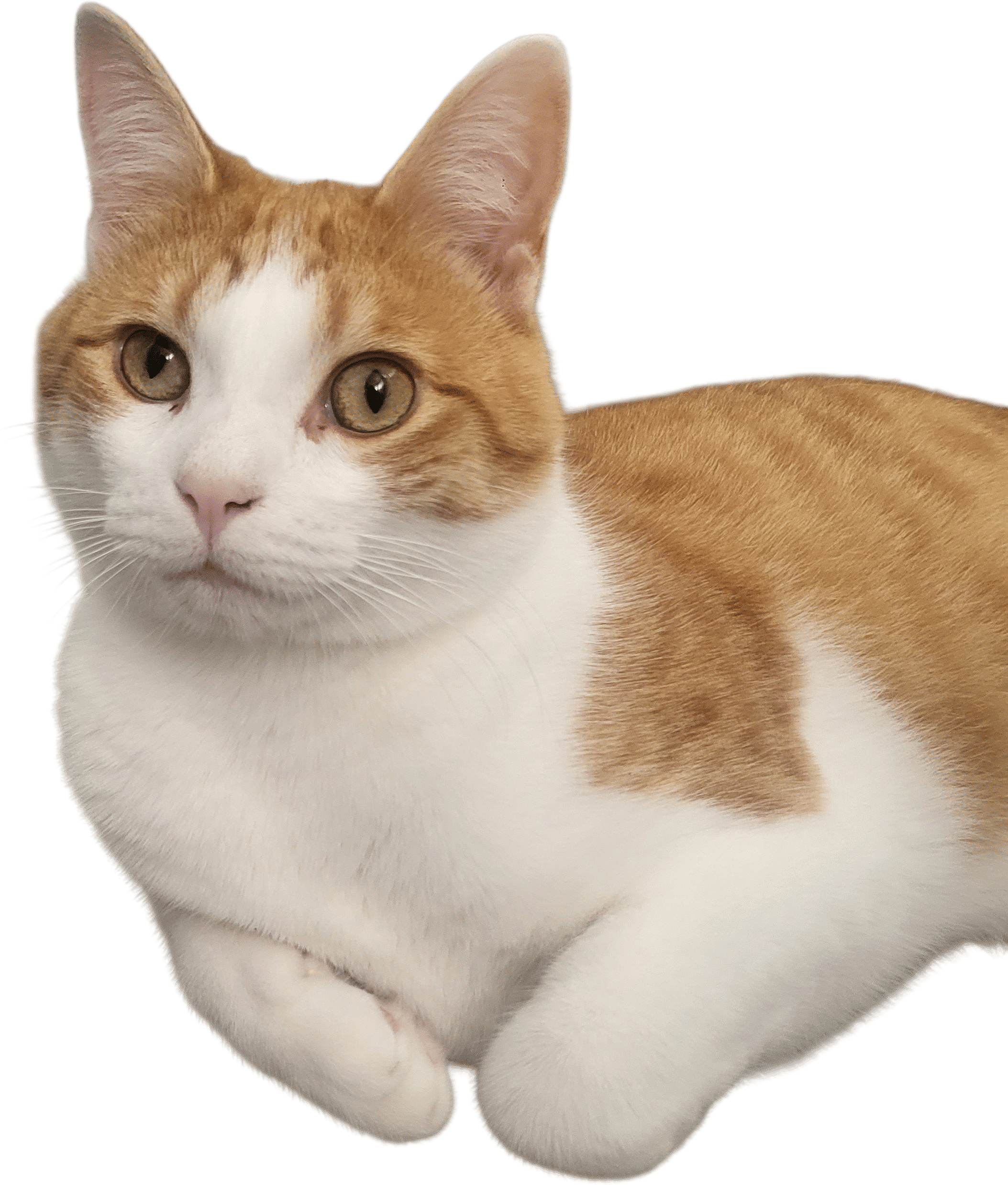 Thomas O'Malley