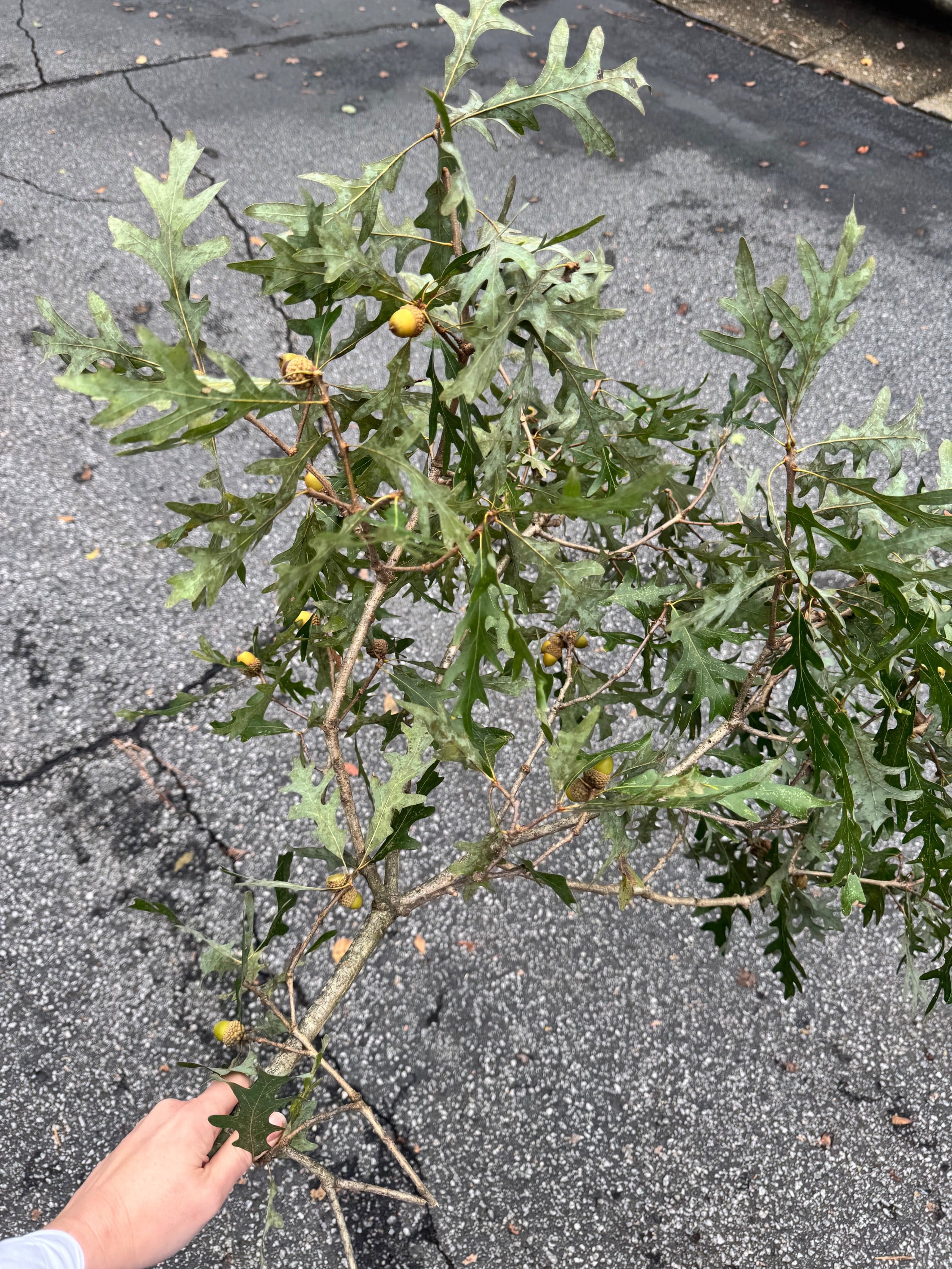Collecting Fallen Branches After A Storm